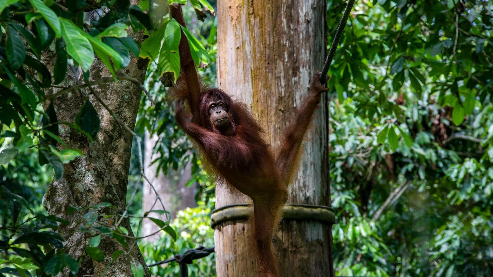 Banner image of Journeys: Best of Borneo