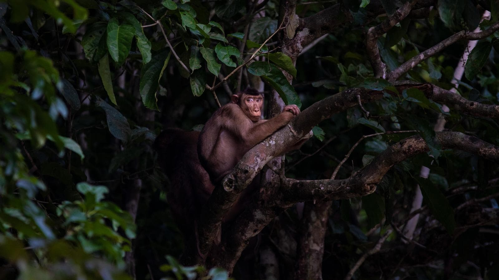 Banner image of Borneo – East Sabah Adventure